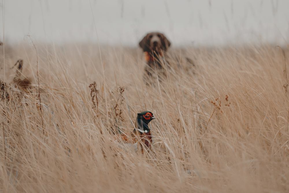 Pheasant,Bird,Hiding,In,The,Grass,With,A,Hunting,Dog